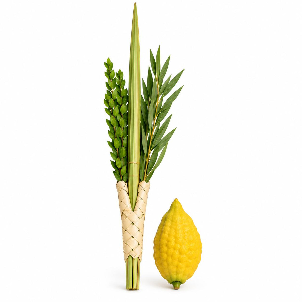 KOSHER LULAV & ETROG SET